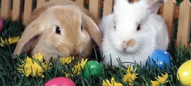 Easter Eggstravaganza